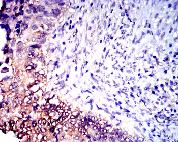 IRF1 Antibody
