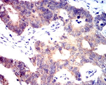 IRF1 Antibody