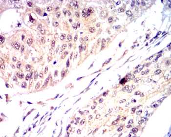 IRF1 Antibody