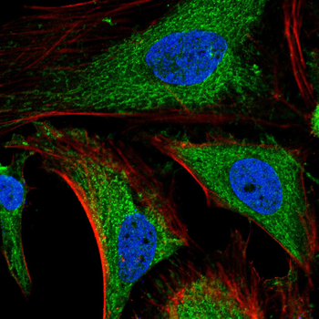 SLC2A3 Antibody