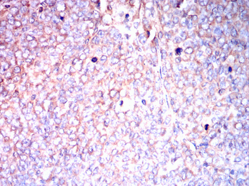 SLC2A3 Antibody
