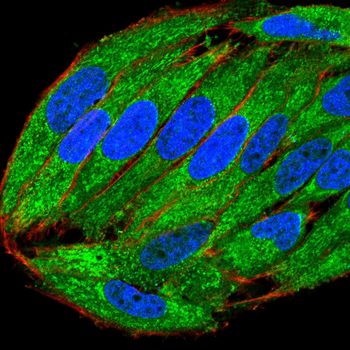 AIF1 Antibody