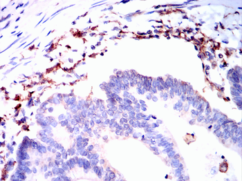 AIF1 Antibody