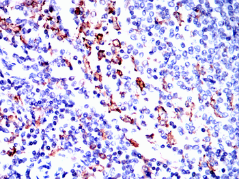 AIF1 Antibody