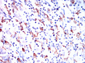AIF1 Antibody