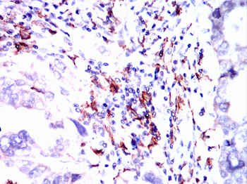 AIF1 Antibody