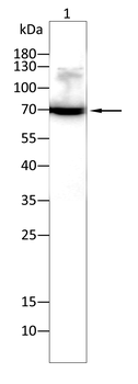 FOXO1 Antibody