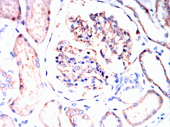 LEPR Antibody