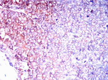 LEPR Antibody