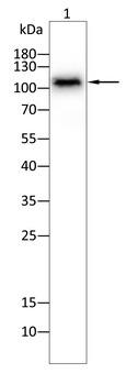 LEPR Antibody