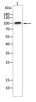 MUC1 Antibody