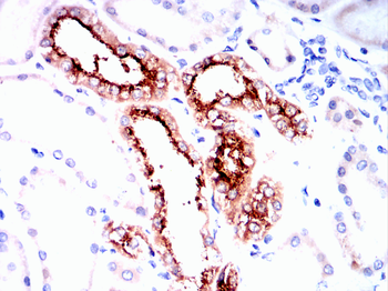 MUC1 Antibody