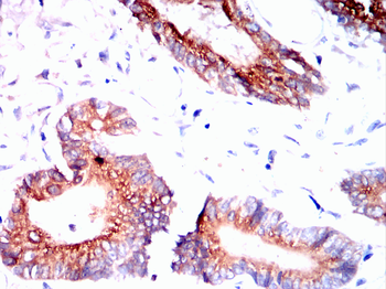 MUC1 Antibody