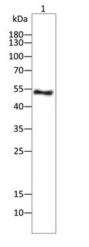 TH Antibody