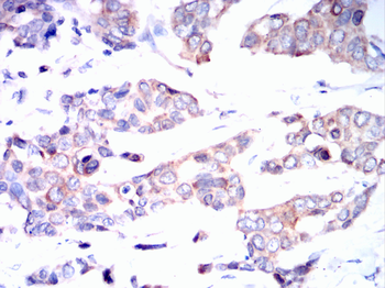 H4C1 Antibody