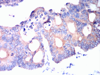 H4C1 Antibody