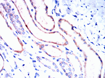 H4C1 Antibody