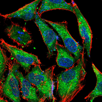 CANX Antibody