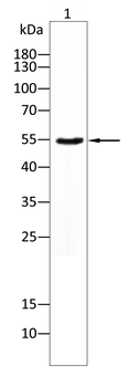 CANX Antibody