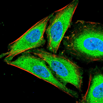 AIFM1 Antibody