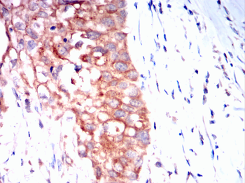 CDC42 Antibody
