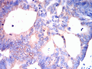 CDC42 Antibody