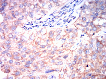 CDC42 Antibody