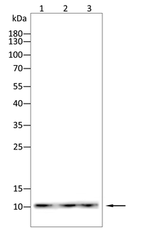 CDC42 Antibody