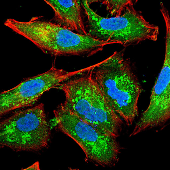 SOX10 Antibody