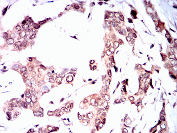 SOX10 Antibody