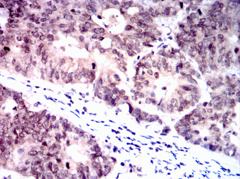 SOX10 Antibody