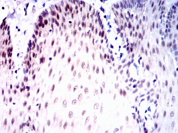 SOX10 Antibody