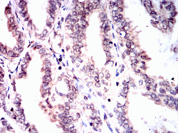 SOX10 Antibody