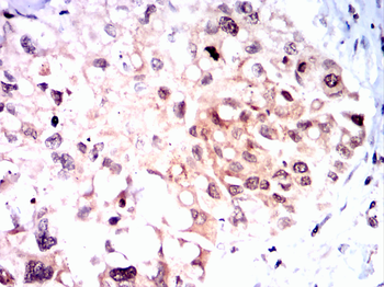 SOX10 Antibody