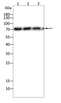 ALB Antibody