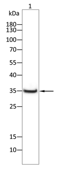 CD38 Antibody