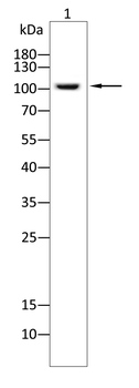 RB1 Antibody