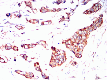 TNFAIP3 Antibody