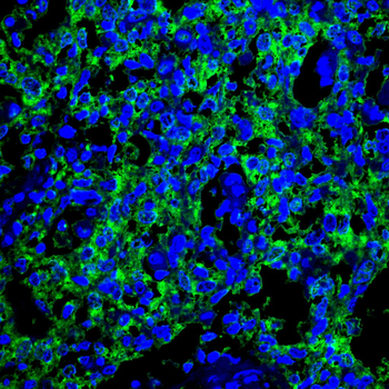 TNFAIP3 Antibody