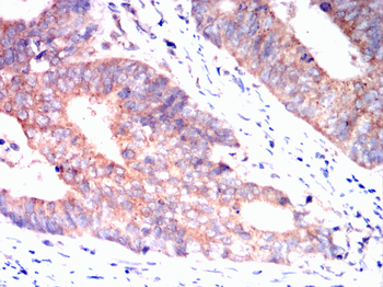 TNFAIP3 Antibody