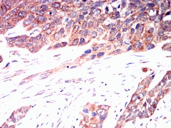 TNFAIP3 Antibody