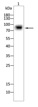 TNFAIP3 Antibody