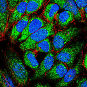 CD27 Antibody