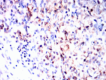 ENO2 Antibody