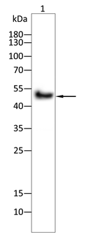 ENO2 Antibody