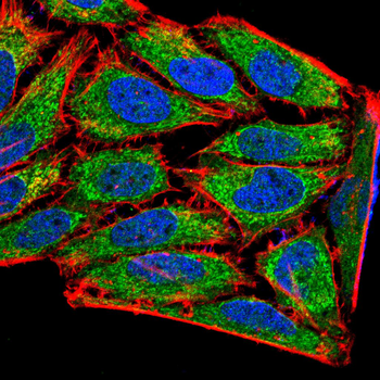 IFNG Antibody