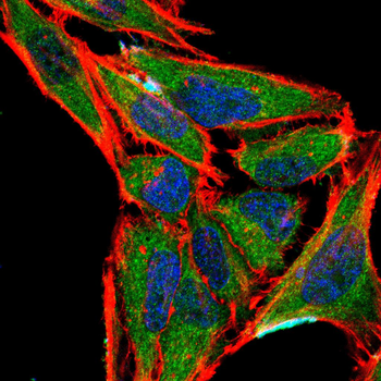 NPHS2 Antibody