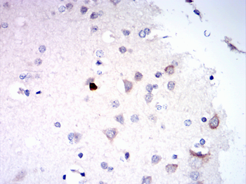 DLG4 Antibody