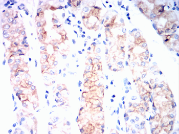 DLG4 Antibody
