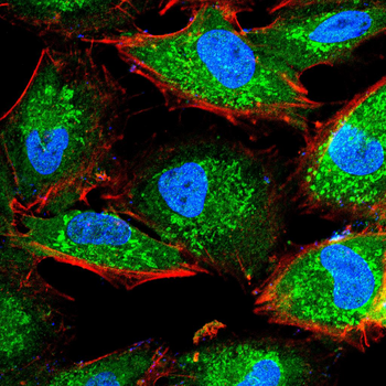 HSPA8 Antibody